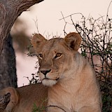 De ongerepte bush. Op avontuur door vier landen.