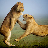 Safari in Tanzania